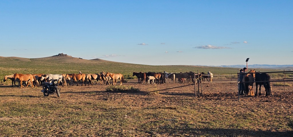 A herd of horses gathered in an open field with a motorcycle nearby, under a clear blue sky and rolling hills in the background.