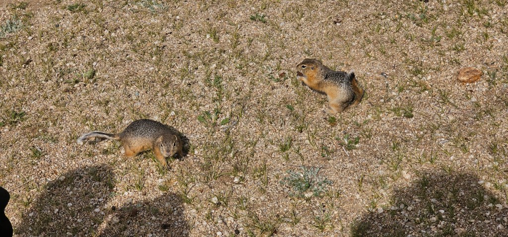 Two squirrels on sandy ground with sparse grass.