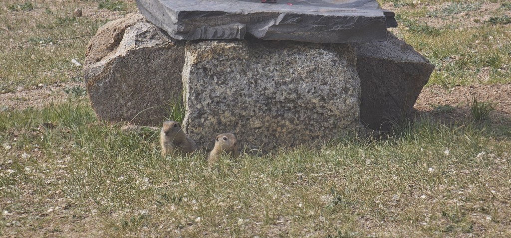 Two prairie dogs standing in the grass near a large rock formation.